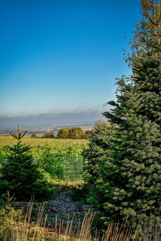 real-christmas-tree-shop-uk-the-real-christmas-tree-farm