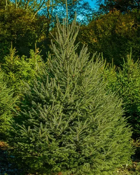 christmas trees