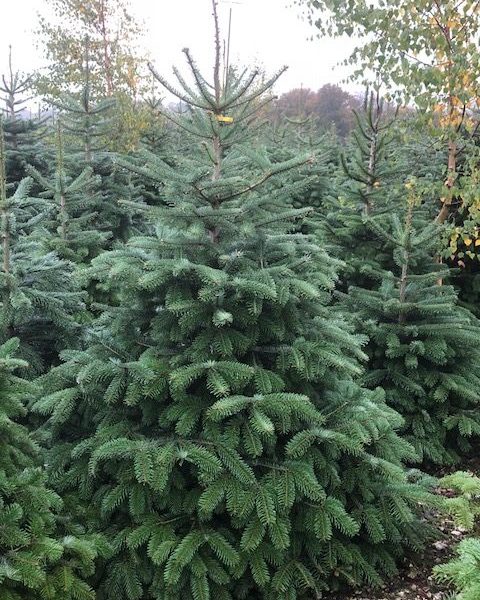 Nordmann Fir christmas trees