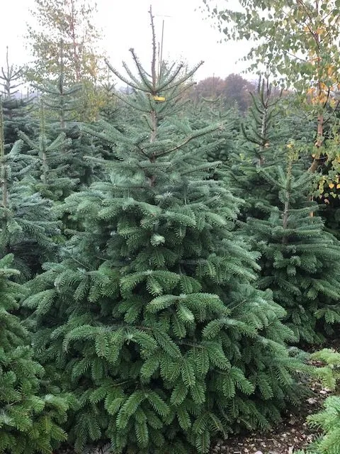 Nordmann Fir christmas trees