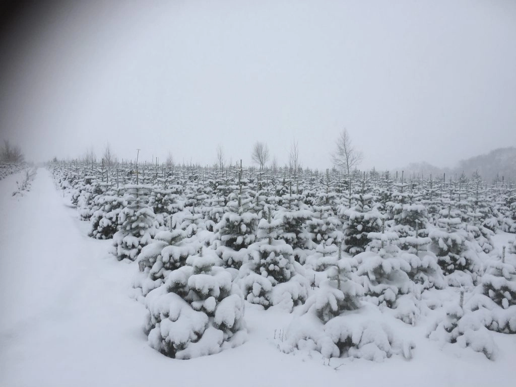 snowy farm of christmas trees