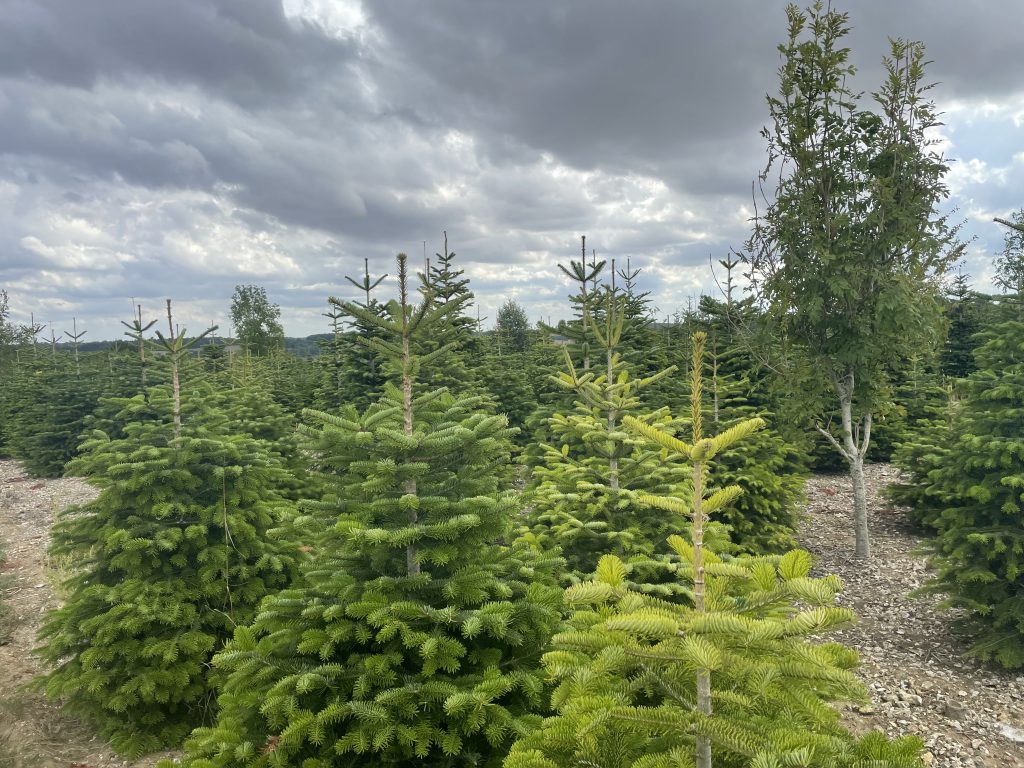 Types of Real Christmas Trees Real Christmas Tree Farm