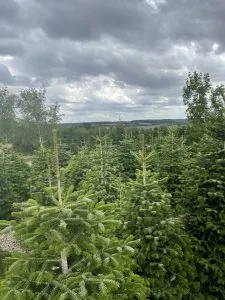 christmas trees from above