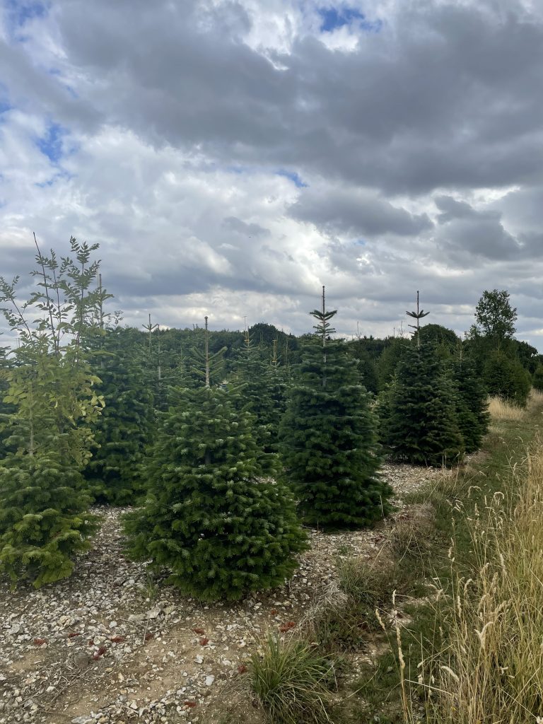 christmas trees
