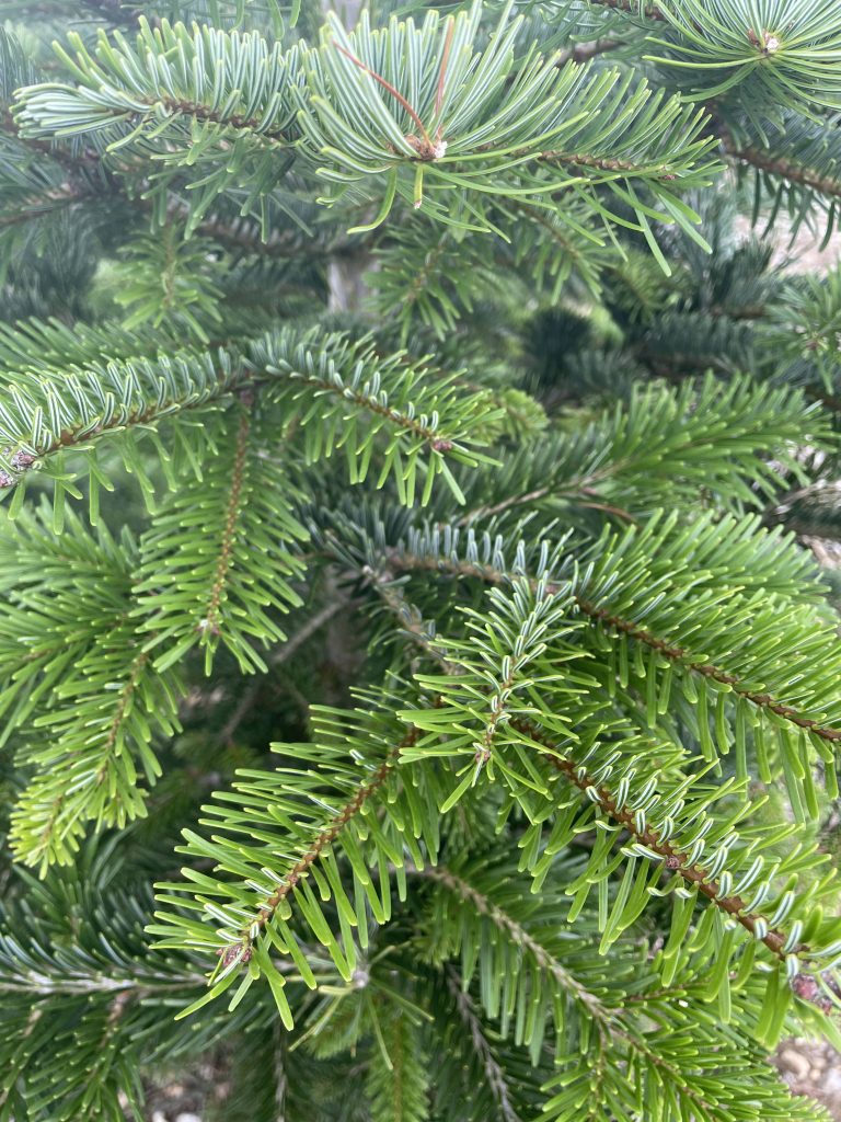 close up shot of tree