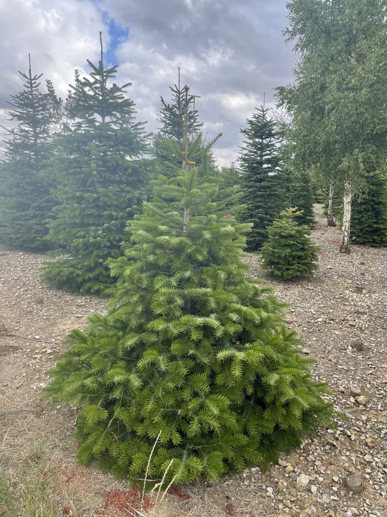 Medium Christmas Tree