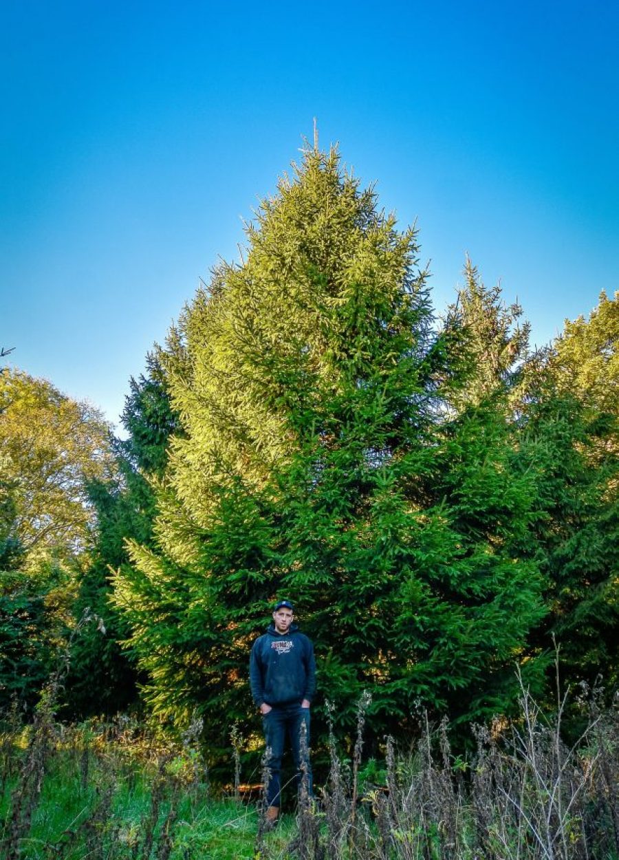 British Christmas Tree Company Real Christmas Tree Farm