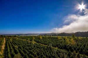 landscape of chistmas tree farm