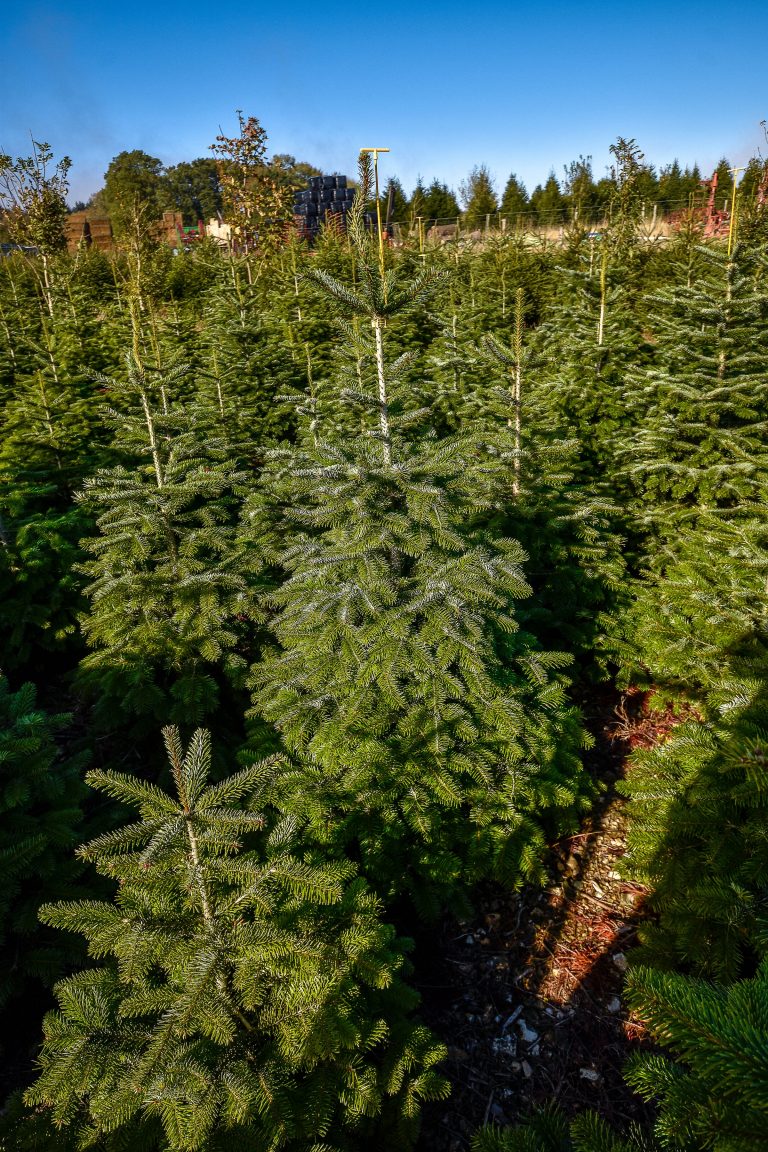 Eaton Bray Christmas Tree Farm Real Christmas Tree Farm
