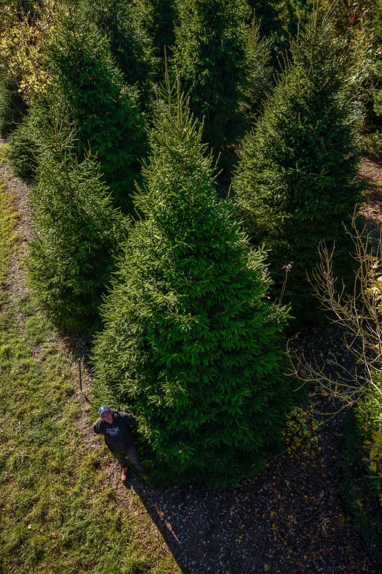 bird-eyes view of man posing with tall christmas tree