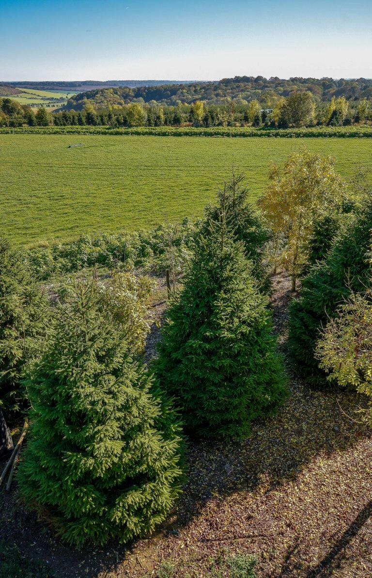 Real Christmas Trees Pitstone Visit Us Today G.I Rogers & Son