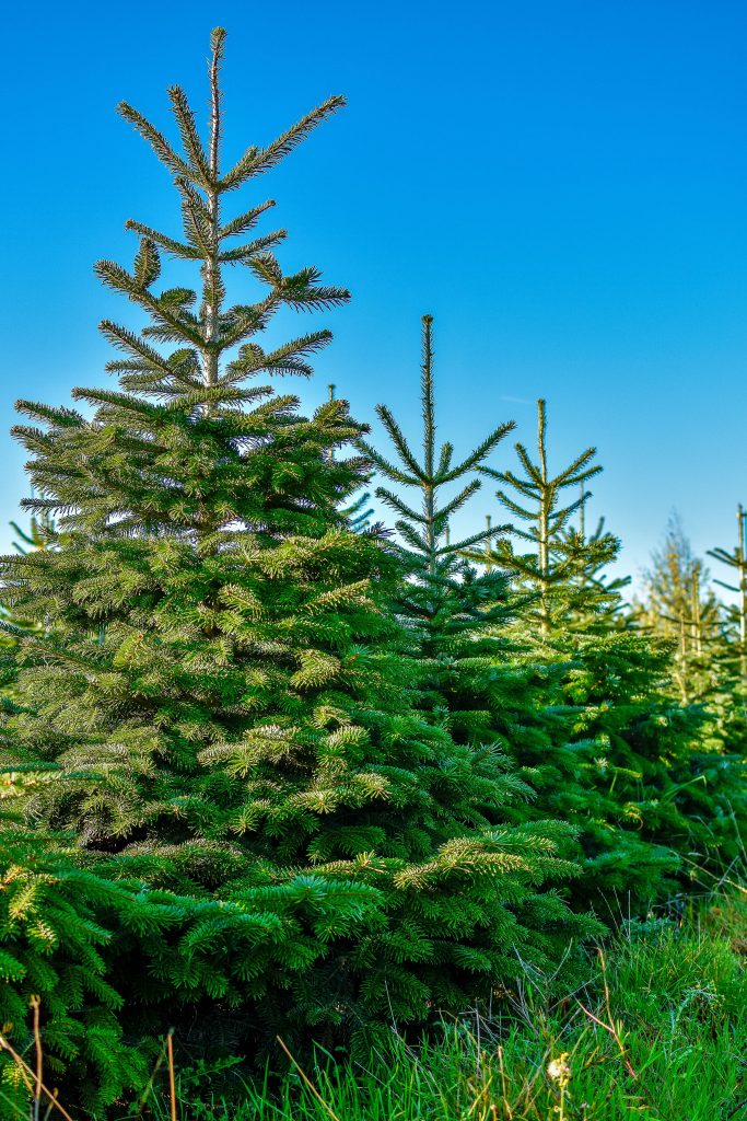 Natural Christmas Trees UK G.I. Rogers & Son Christmas Trees