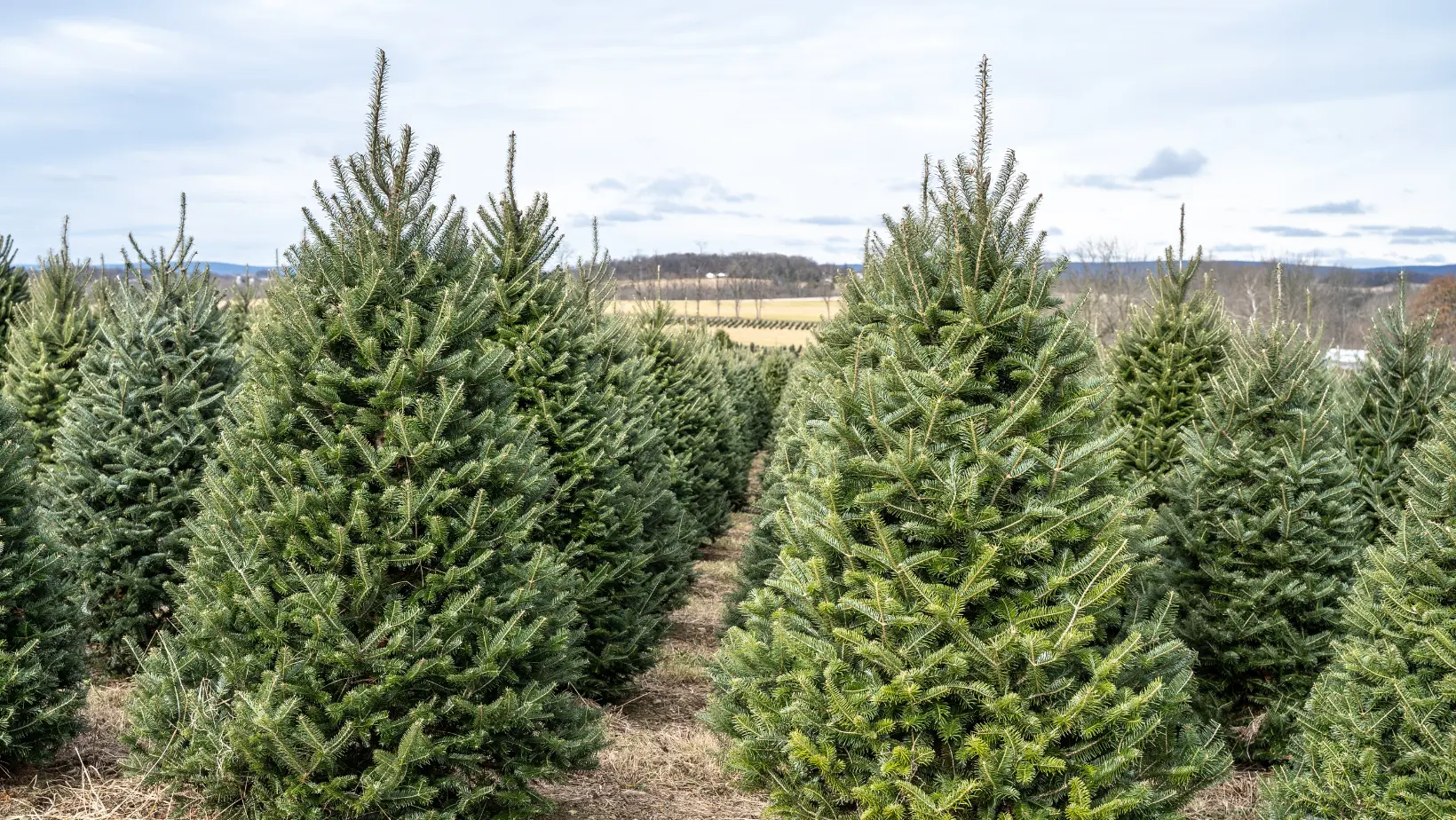 Real Christmas Trees Vs Artificial Trees Real Christmas Tree Farm 0095