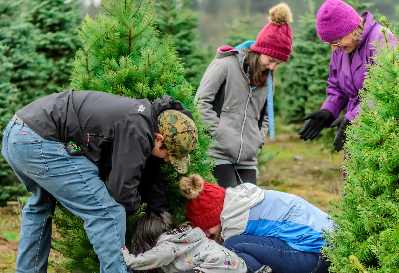 The Magic of a Christmas Tree Farm - Real Christmas Tree Farm