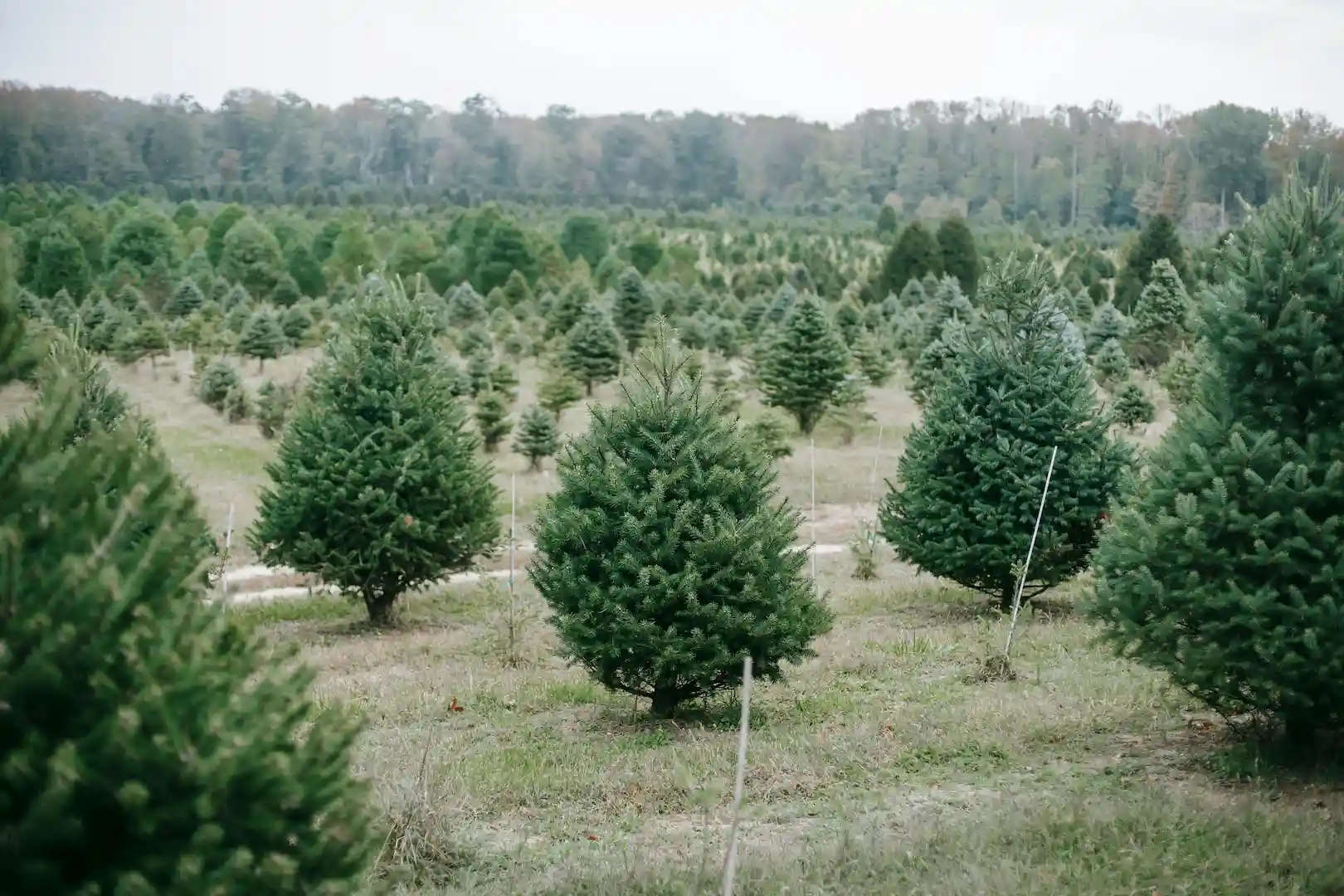 Learn some of the environmental benefits of picking up a tree from a Christmas Tree Farm