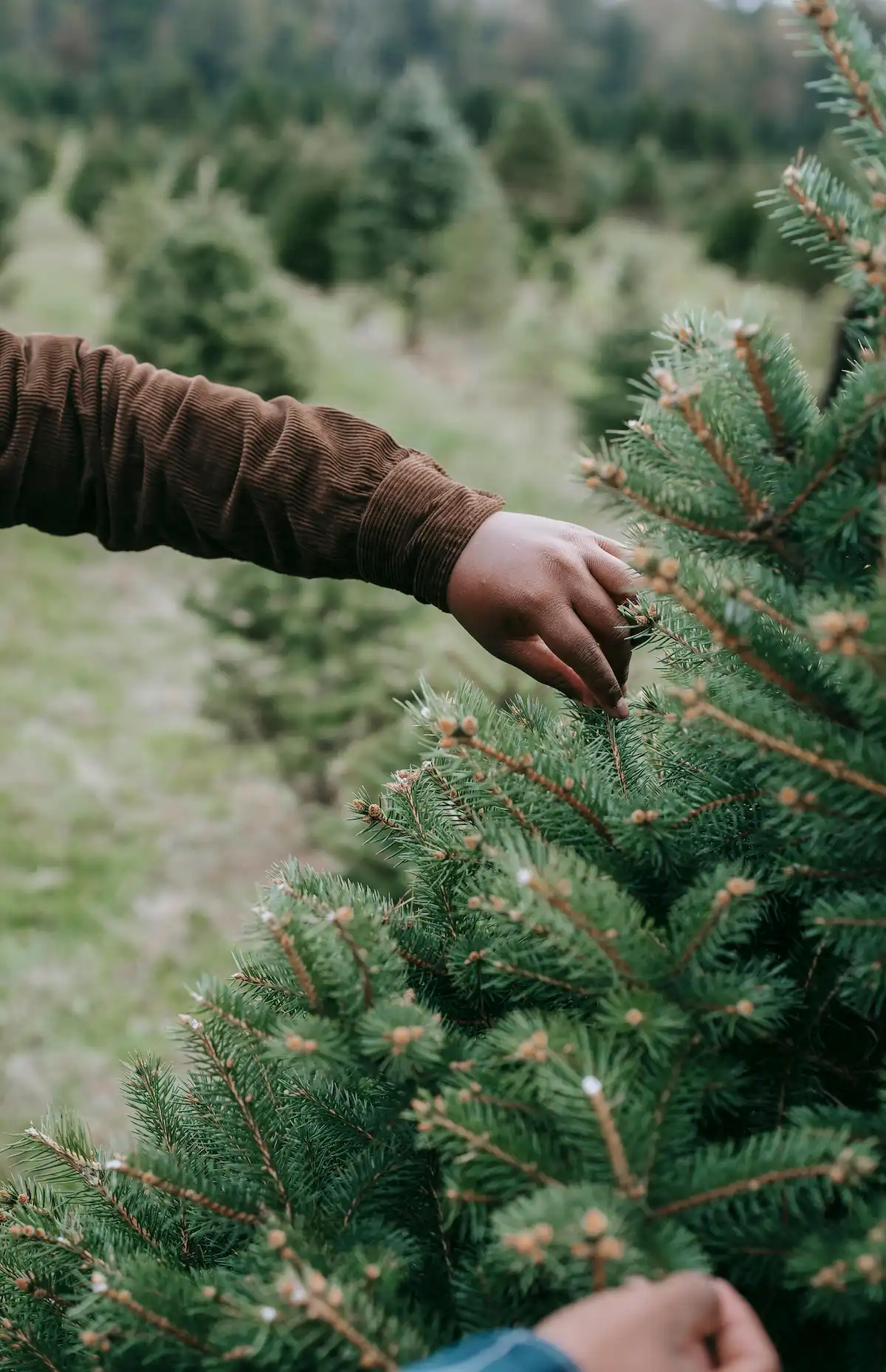 Pick out your perfect natural Christmas Tree this year!