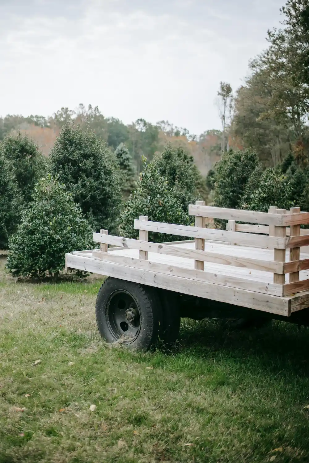 A Palette Trailer In a Christmas Tree Farm